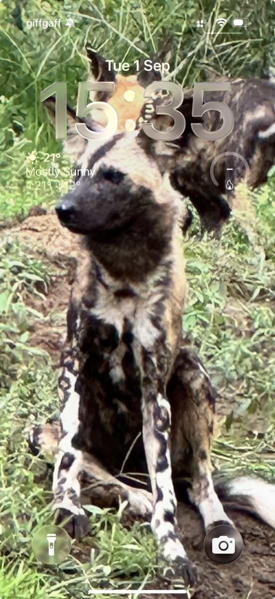 A screenshot of an iPhone lock screen showing a photograph of an African wild dog sitting in long grass, facing the camera, with a second wild dog standing behind it.